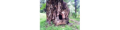 ஆரியங்காவு - கேரளா